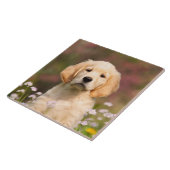 Niedliches goldener Retriever-Hundewelpen-Porträt Fliese (Seite)