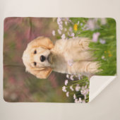 Niedliches goldener sherpadecke (Vorderseite (Horizontal))