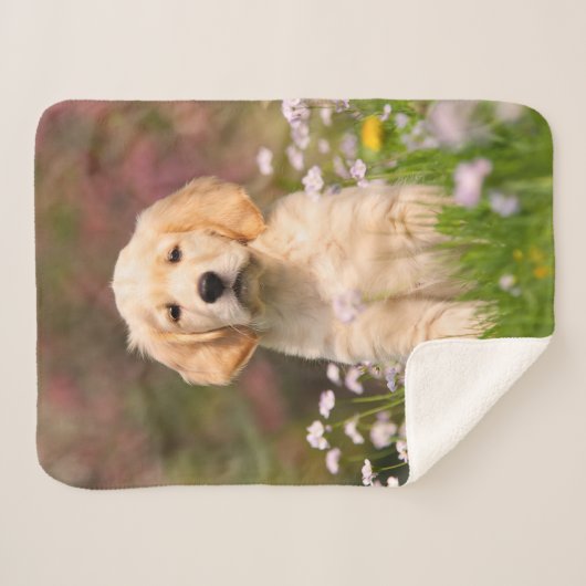 Niedliches goldener sherpadecke (Vorderseite (Horizontal))