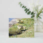 Niedliches Goose Gosling Postkarte (Stehend Vorderseite)