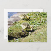 Niedliches Goose Gosling Postkarte (Vorne/Hinten)