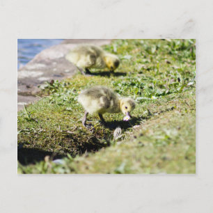 Niedliches Goose Gosling Postkarte