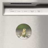 Niedliches Gosling Nature Foto Magnet (In Situ (Geschirrspüler))