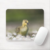 Niedliches Gosling Nature Foto Mousepad (Mit Mouse)