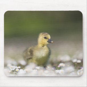 Niedliches Gosling Nature Foto Mousepad