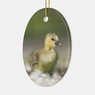 Niedliches Gosling Wildlife Foto Keramik Ornament