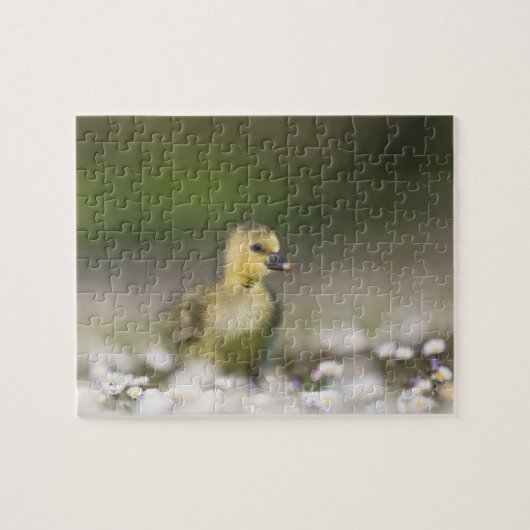 Niedliches Gosling Wildlife Foto Puzzle (Horizontal)