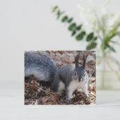 Niedliches graues Eichhörnchen im Herbst Postkarte (Stehend Vorderseite)