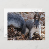 Niedliches graues Eichhörnchen im Herbst Postkarte (Vorne/Hinten)