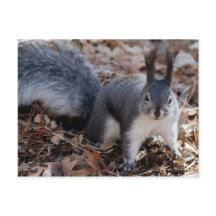 Niedliches graues Eichhörnchen im Herbst