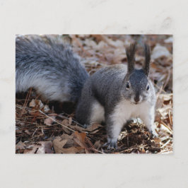 Niedliches graues Eichhörnchen im Herbst Postkarte