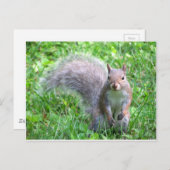 Niedliches graues Eichhörnchen Postkarte (Vorne/Hinten)