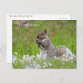 Niedliches graues Eichhörnchen - WAS IST AUF? Postkarte (Vorne/Hinten)