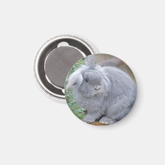 Niedliches Graukaninchen Magnet (Vorderseite/Rückseite)