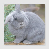 Niedliches Graukaninchen Magnetkarte (Vorderseite)