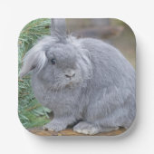 Niedliches Graukaninchen Pappteller (Vorderseite)