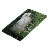 Niedliches Greedy Sheep Eating Premium Magnet (Linke Seite)