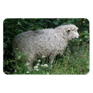 Niedliches Greedy Sheep Eating Premium Magnet