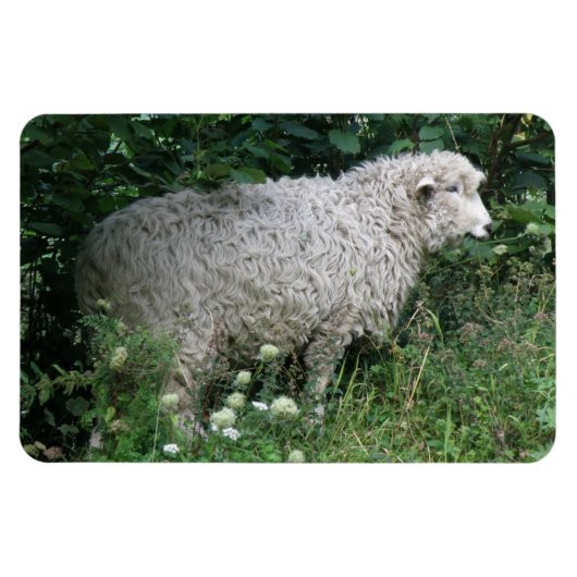 Niedliches Greedy Sheep Eating Premium Magnet (Horizontal)