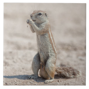 Niedliches Grundgerüst Fliese