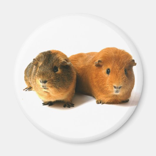 niedliches Guinea Magnet (Vorne)