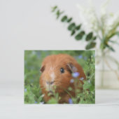 Niedliches Guinea-Schwein mit Ingwer draußen auf G Postkarte (Stehend Vorderseite)