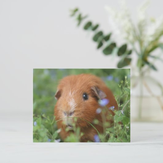 Niedliches Guinea-Schwein mit Ingwer draußen auf G Postkarte (Stehend Vorderseite)