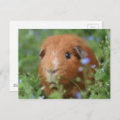 Niedliches Guinea-Schwein mit Ingwer draußen auf G Postkarte (Vorne/Hinten)