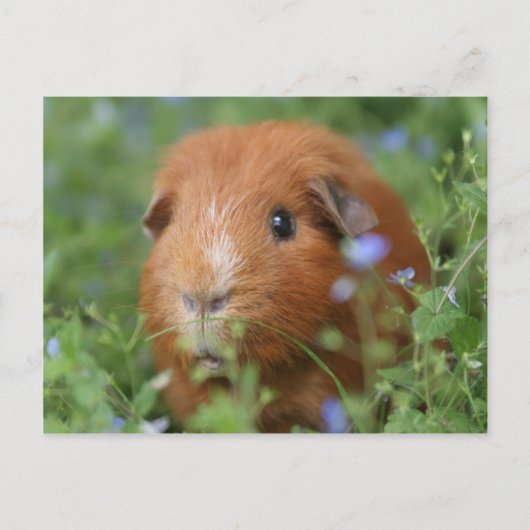 Niedliches Guinea-Schwein mit Ingwer draußen auf G Postkarte (Vorderseite)