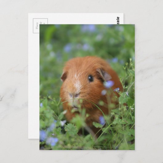 Niedliches Guinea-Schwein mit Ingwer draußen auf G Postkarte (Vorne/Hinten)