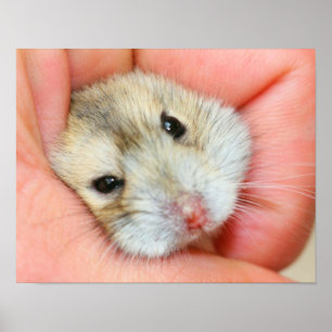 Niedliches Hamster-Gesicht 1 Poster