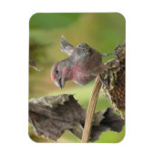 Niedliches Haus Finish Sonnenblumen Samenmagnet Magnet (Vertikal)