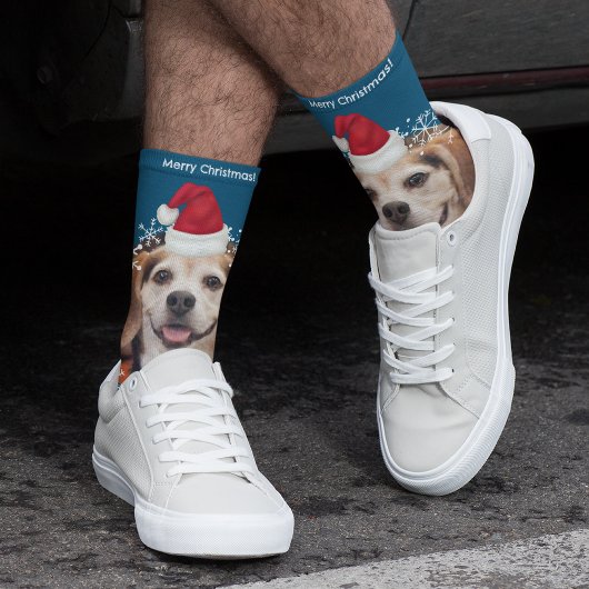 Niedliches Haustier Foto Weihnachtsmannmütze Blaue Socken