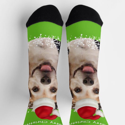 Niedliches Haustier Foto Weihnachtsmannmütze Helle Socken (Oben)
