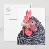 Niedliches Hühnchen Foto Schwarz-Weiß Federn Postkarte (Vorne/Hinten)
