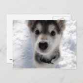 Niedliches Husky-Welpen-Farbfoto Postkarte (Vorne/Hinten)