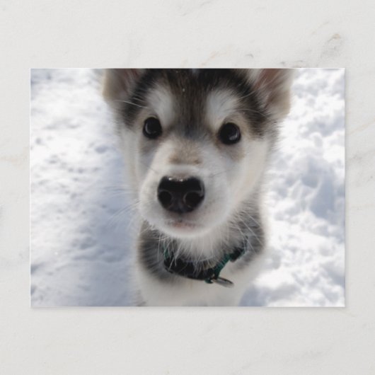 Niedliches Husky-Welpen-Farbfoto Postkarte (Vorderseite)