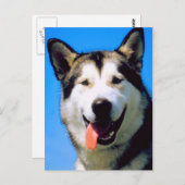 Niedliches Husthunde-Farbfoto auf Postkarte (Vorne/Hinten)