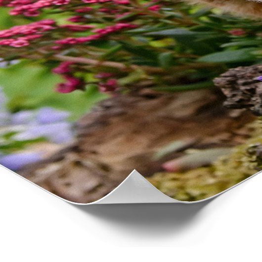 Niedliches Ingwer-Kätzchen im Garten, das mit Blum Poster (Ecke)