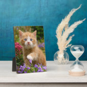 Niedliches Ingwerkätzchen im Garten Fotoplatte (Seite)