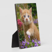 Niedliches Ingwerkätzchen im Garten Fotoplatte (Seite)