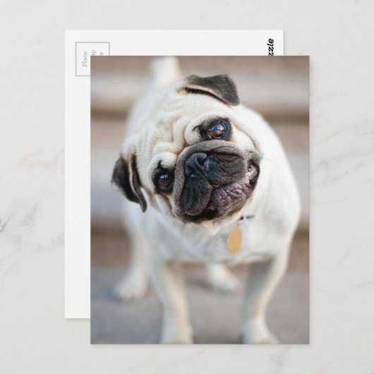 Niedliches inquisitives Mops-Design Postkarte (Vorne/Hinten)
