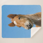 Niedliches isländisches Pferdfoal Pony Head Front  Sherpadecke (Vorderseite (Horizontal))