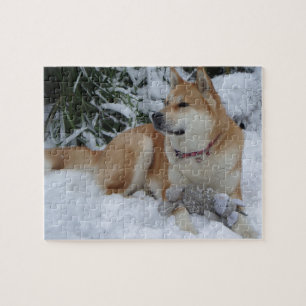 Niedliches japanisches akita im Schnee mit grauer  Puzzle