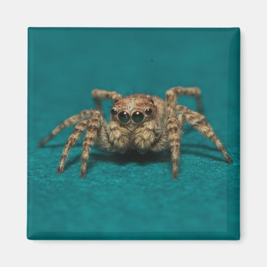 Niedliches Jumping Spider Foto Magnet (Vorne)