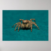 Niedliches Jumping Spider Foto Poster (Vorne)