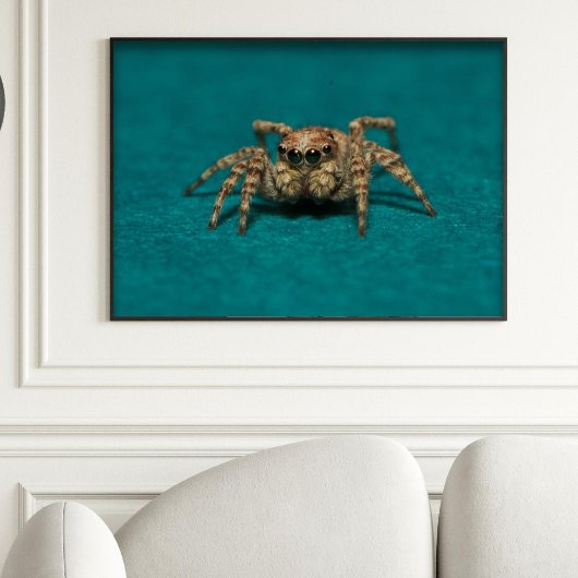 Niedliches Jumping Spider Foto Poster
