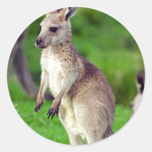 Niedliches junges Kangaroo Runder Aufkleber (Vorderseite)