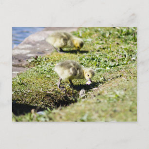 Niedliches Kanada Gosling Postkarte