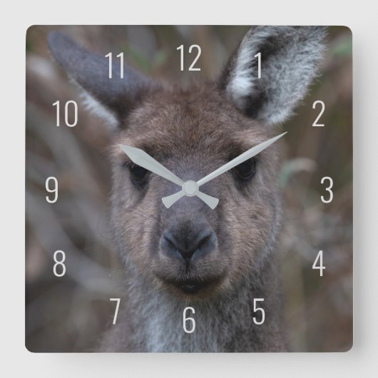 Niedliches Kangaroo-Gesicht Nah-up Australien Quadratische Wanduhr (Vorderseite)